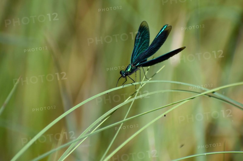 Beautiful demoiselle