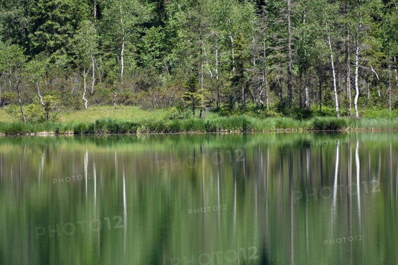 Intact green nature with reflection of trees at Frillensee near Inzell