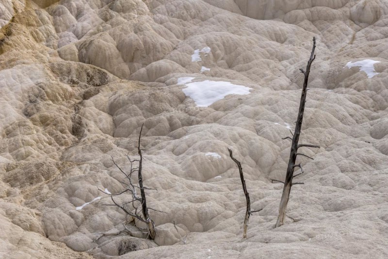 Dead trees in the sinter