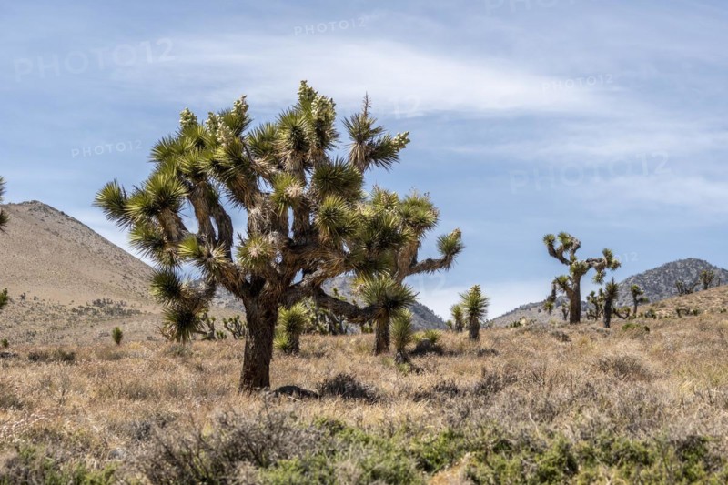 Joshua tree