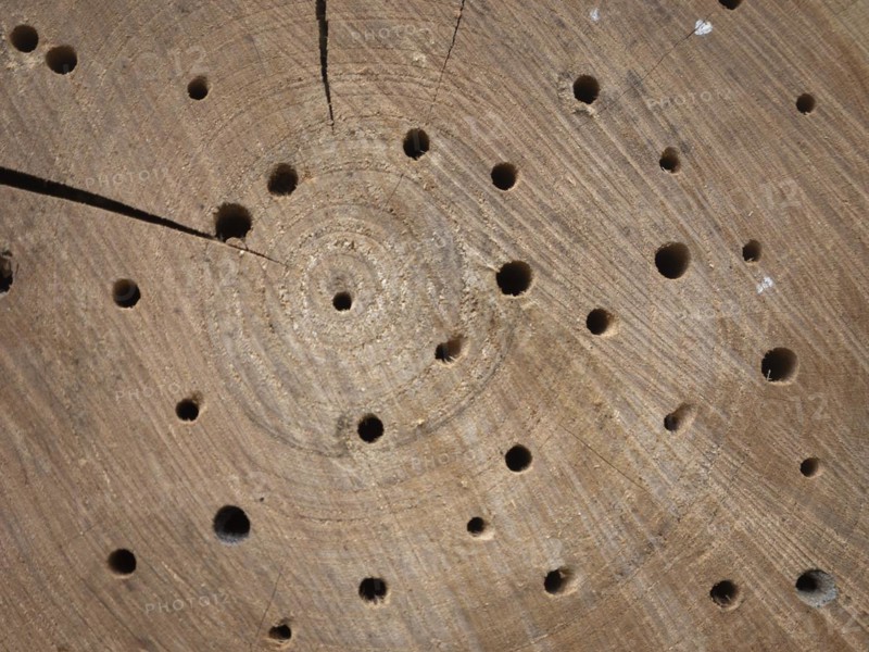 Tree disc for wild bees
