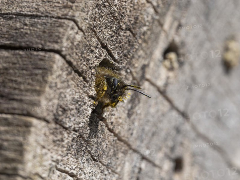 Rusty red mason bee
