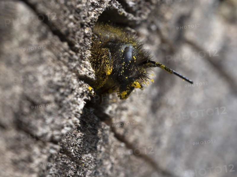 Rusty red mason bee