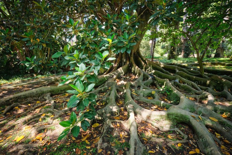 Exotic tree Australian banyan