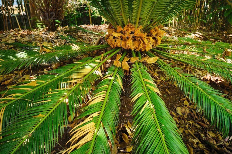 Fern palm sago palm Cycas revoluta leaves close up shot in sun