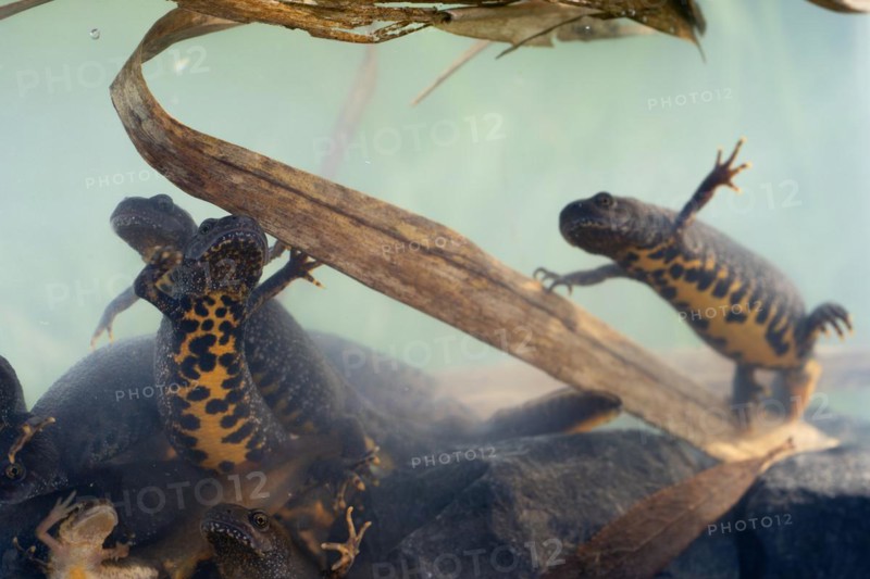 Northern crested newt