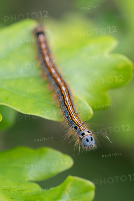 Lackey moth