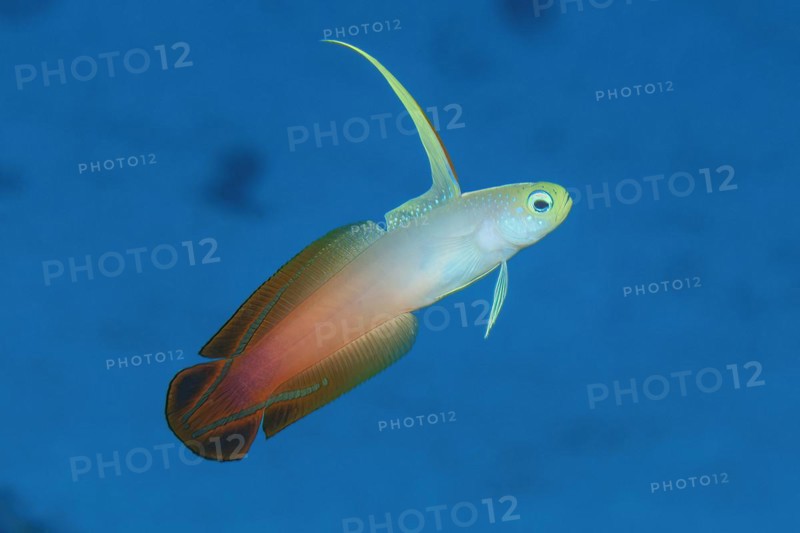 Red fire goby