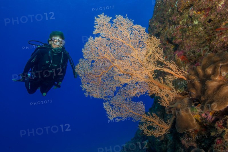 Diver floating in reef on reef wall from volcanic origin of lava viewed large fan coral Horn coral