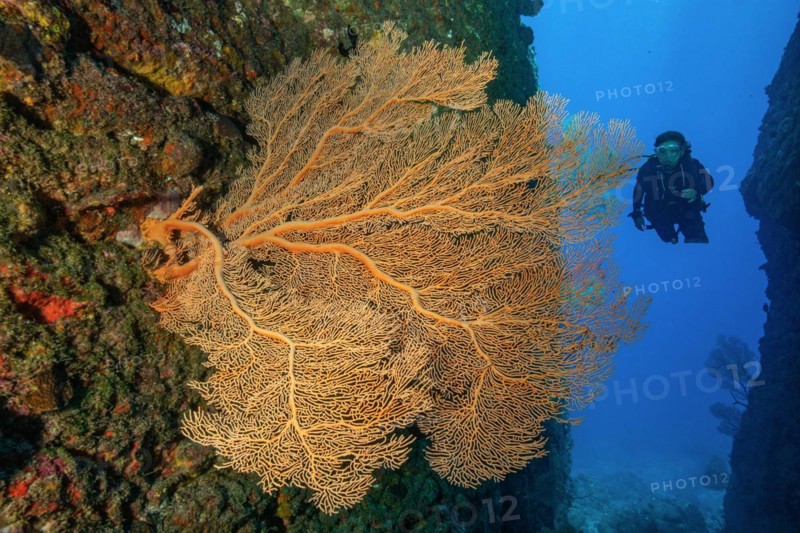 Diver floating through crevice canyon in reef on reef wall from volcanic origin of lava viewed large fan coral horn coral