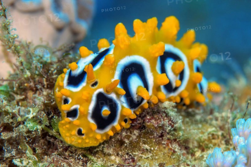 Nudibranch Eye-spotted warty snail