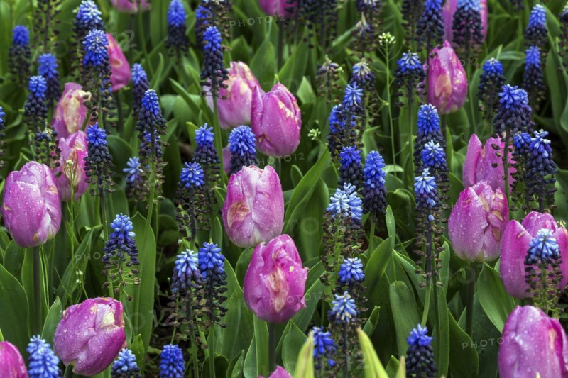 Flowering pink tulips