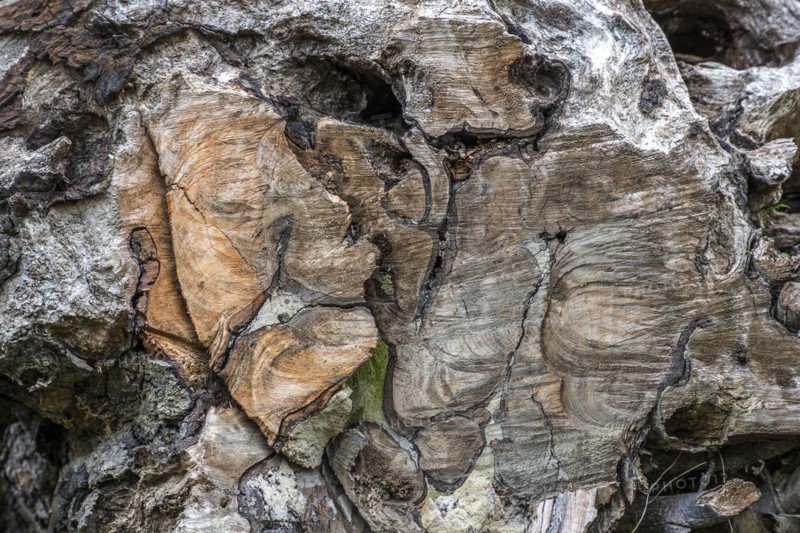 Sawed-through rootstock of a tree