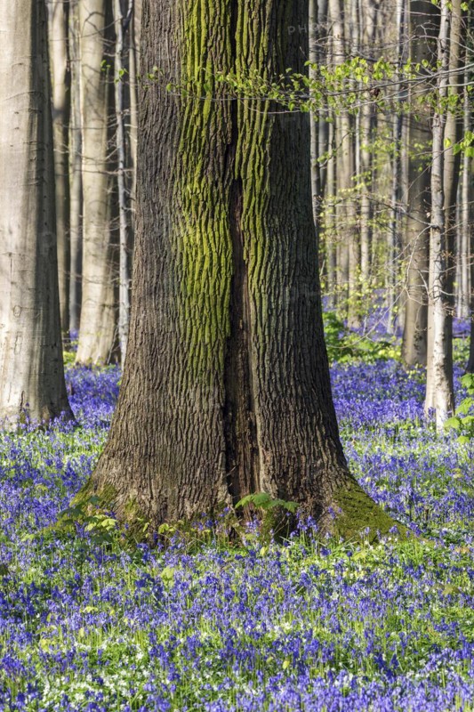 Blue flowering bluebell