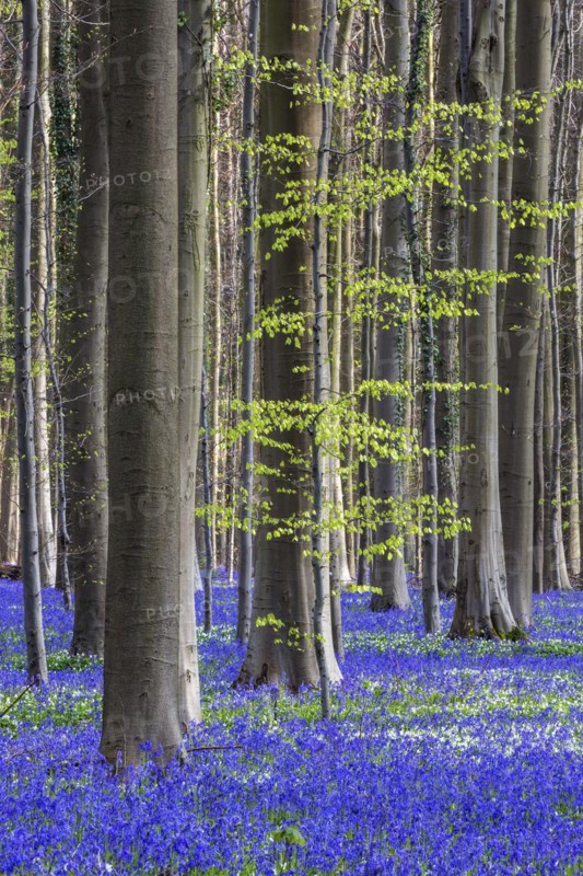 Blue flowering bluebells