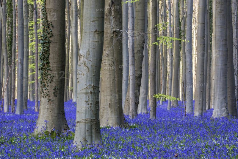 Blue flowering bluebells