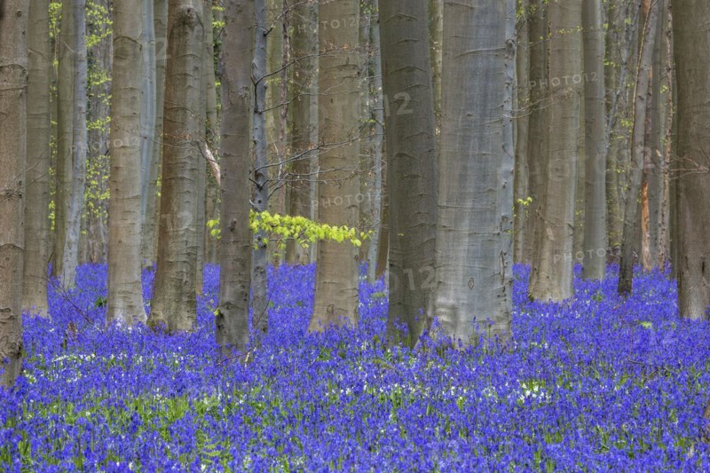 Blue flowering bluebells
