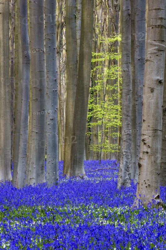 Blue flowering bluebells