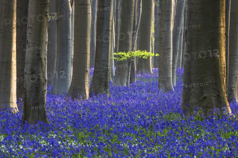 Blue flowering bluebells