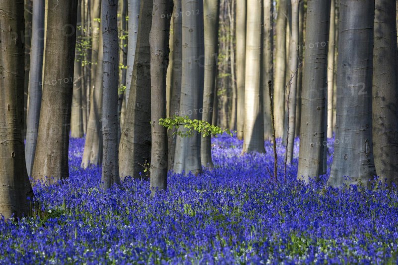 Blue flowering bluebells