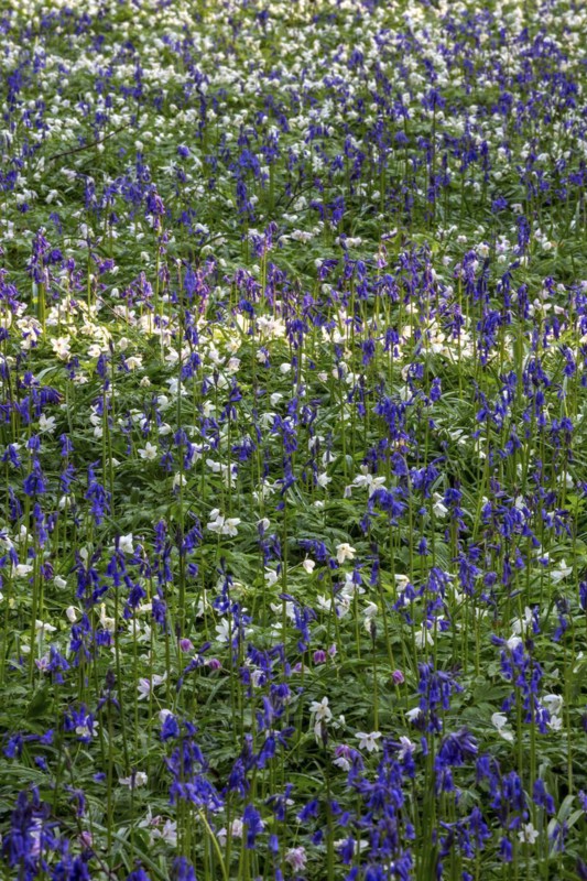 Flowering wood anemone