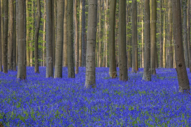Blue flowering bluebells