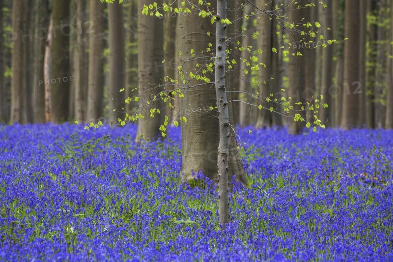 Blue flowering bluebells