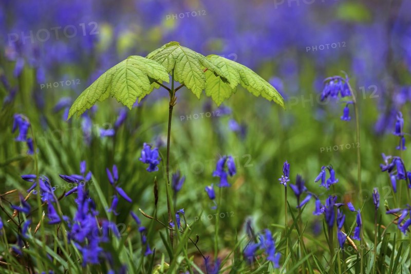 Young maple