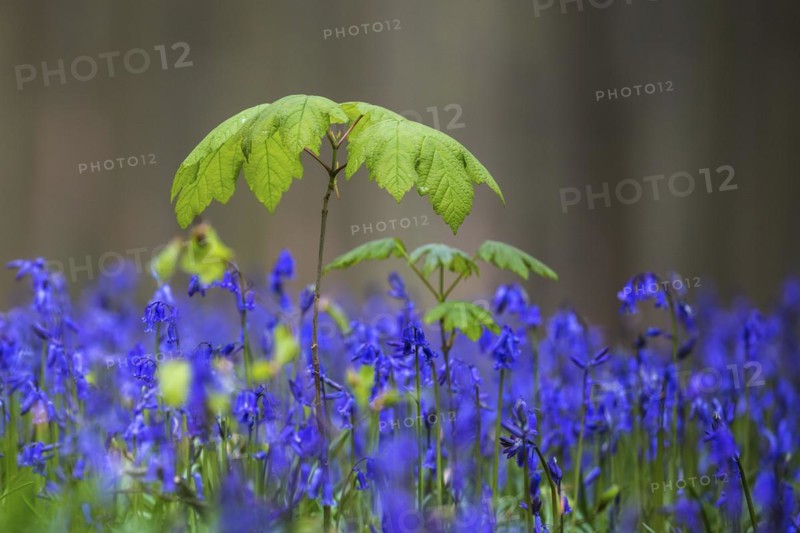 Young maple