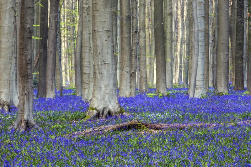 Blue flowering bluebells