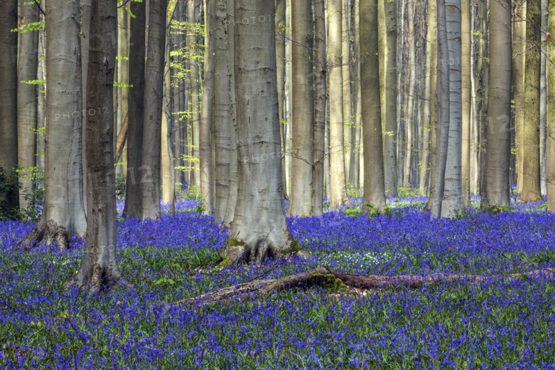 Blue flowering bluebells