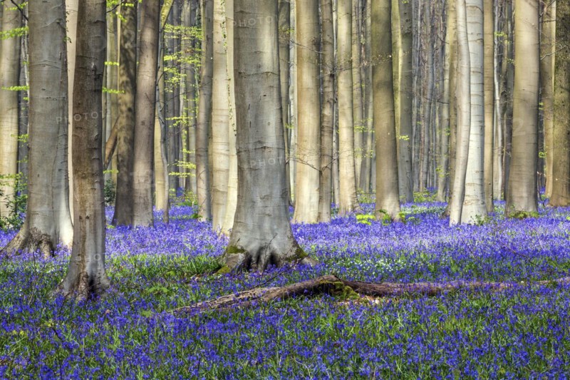 Blue flowering bluebells