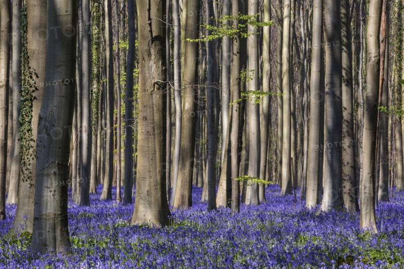 Blue flowering bluebells