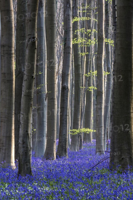 Blue flowering bluebells