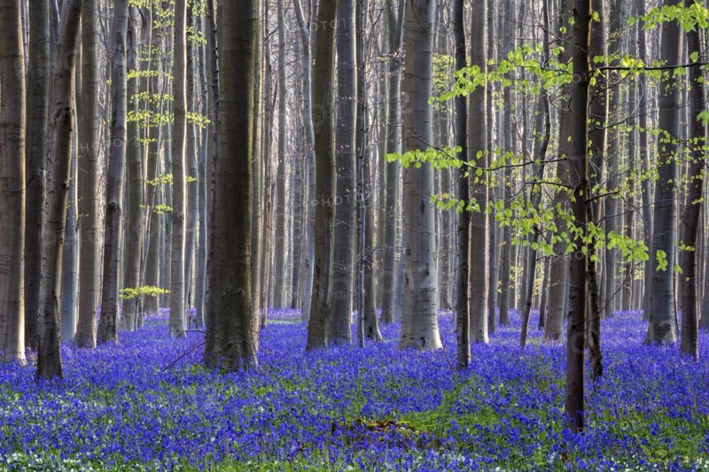 Blue flowering bluebells