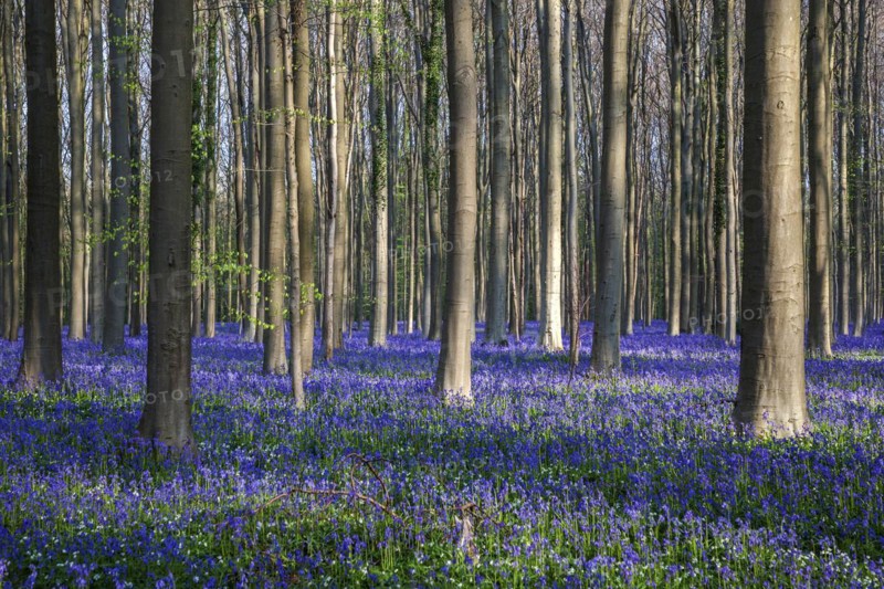 Blue flowering bluebells