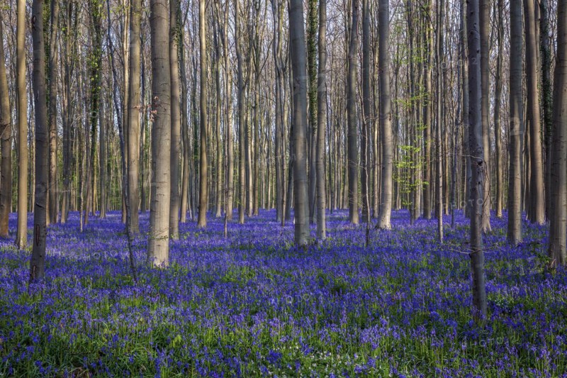 Blue flowering bluebells