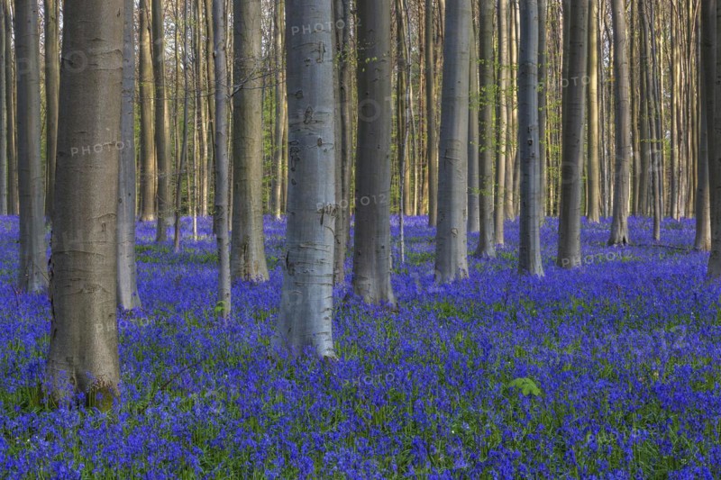 Blue flowering bluebells