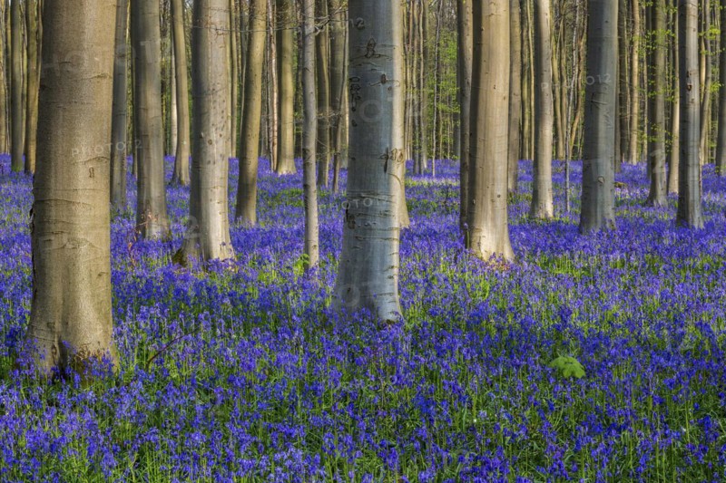 Blue flowering bluebells