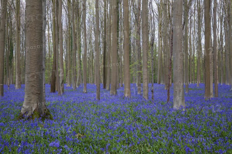 Blue flowering bluebells