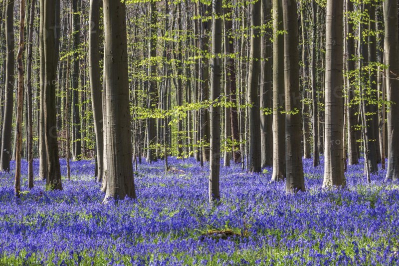 Blue flowering bluebells