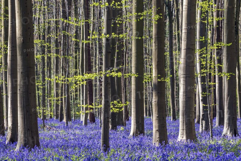 Blue flowering bluebells
