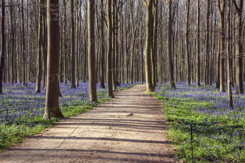 Path through copper beech