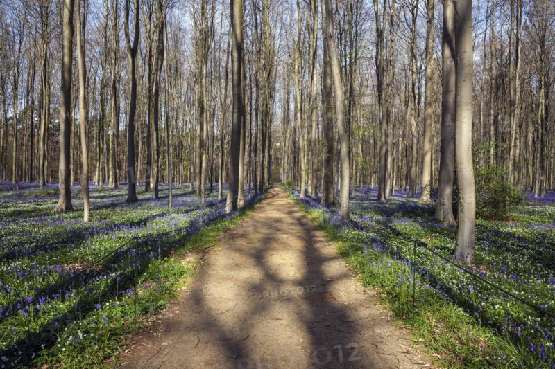 Path through red beech