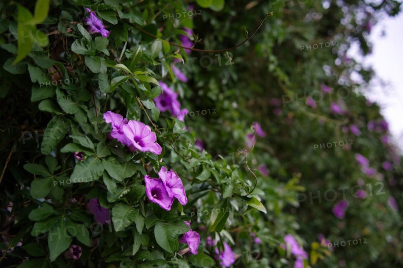 Purple Ipomoea nil
