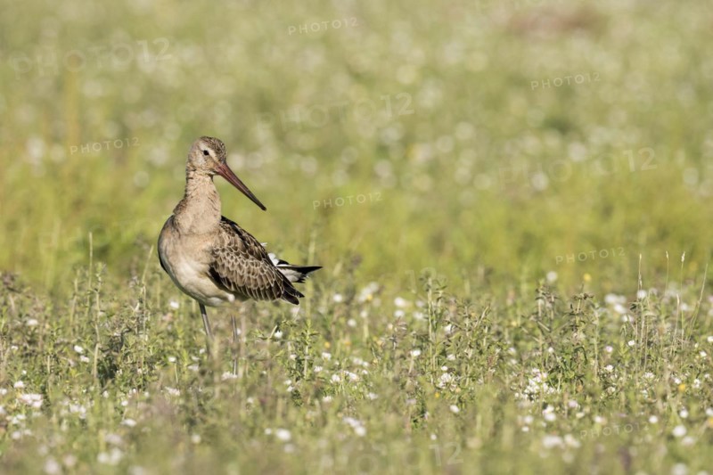 In a meadow