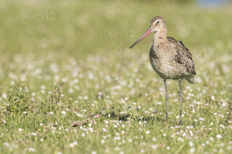 In a meadow
