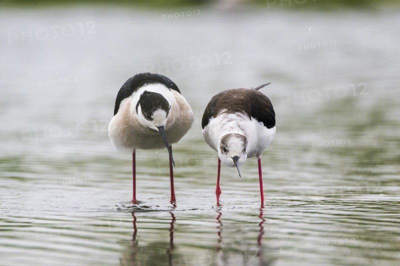 Black-winged Stilt