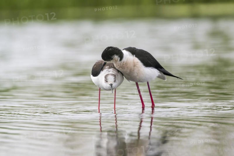 Black-winged Stilt