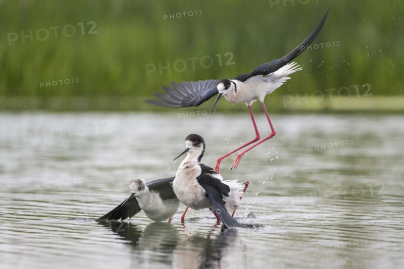 Black-winged Stilt